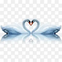 天鹅,情人节,爱情-空若网 天鹅,情人节,爱情-空若网