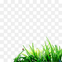 草-空若网 草-空若网