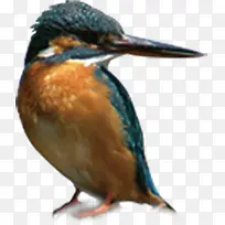 清新可爱春季小鸟-空若网 清新可爱春季小鸟-空若网