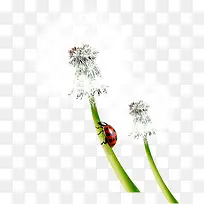 清新春季蒲公英昆虫-空若网 清新春季蒲公英昆虫-空若网