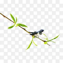 ����С��ֲ����֦-������