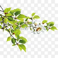 春季白色碎花装饰-空若网 春季白色碎花装饰-空若网