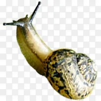 高清春季可爱蜗牛-空若网 高清春季可爱蜗牛-空若网