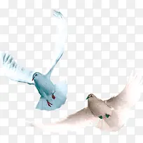 实物摄影飞在空中白鸽-空若网 实物摄影飞在空中白鸽-空若网