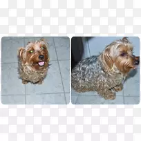 约克郡猎犬澳大利亚丝状猎犬莫基犬品种-约克犬-空若网 约克郡猎犬澳大利亚丝状猎犬莫基犬品种-约克犬-空若网