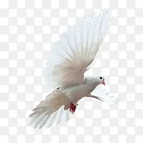 白色和平鸽-空若网 白色和平鸽-空若网