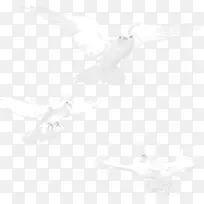 白色和平鸽效果图-空若网 白色和平鸽效果图-空若网