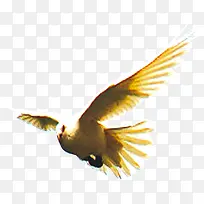 高清白色单只和平鸽-空若网 高清白色单只和平鸽-空若网