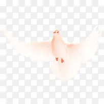 高清白色和平鸽图-空若网 高清白色和平鸽图-空若网