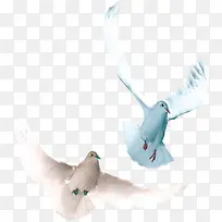 高清白色和平鸽效果-空若网 高清白色和平鸽效果-空若网