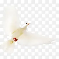 高清白色活动和平鸽-空若网 高清白色活动和平鸽-空若网