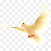 ������ɫ��ƽ����Ӱ����-������