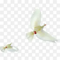 高清活动和平鸽白色-空若网 高清活动和平鸽白色-空若网