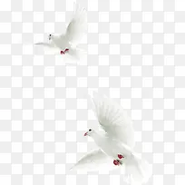 高清摄影活动海报白色和平鸽-空若网 高清摄影活动海报白色和平鸽-空若网