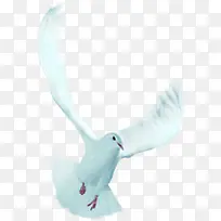 高清白色摄影活动和平鸽-空若网 高清白色摄影活动和平鸽-空若网