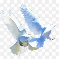 高清摄影活动海报飞着的和平鸽-空若网 高清摄影活动海报飞着的和平鸽-空若网