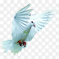 展翅的和平鸽动物-空若网 展翅的和平鸽动物-空若网