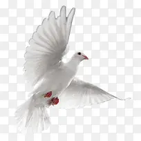 高清白色和平鸽海报-空若网 高清白色和平鸽海报-空若网