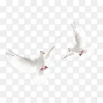 白色和平鸽鸽-空若网 白色和平鸽鸽-空若网