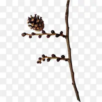 ��ɫ�ɹ�-������