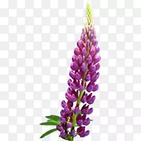 英国薰衣草花卉-空若网 英国薰衣草花卉-空若网