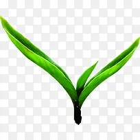 绿色清新时尚发芽植物-空若网 绿色清新时尚发芽植物-空若网