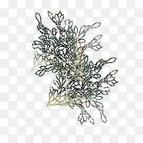 草花-空若网 草花-空若网