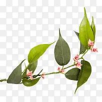 一枝树枝-空若网 一枝树枝-空若网