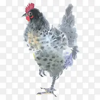 水彩鸡-空若网 水彩鸡-空若网