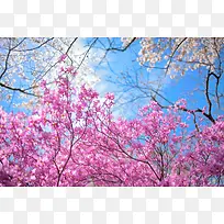粉色树枝春季海报背景-空若网 粉色树枝春季海报背景-空若网