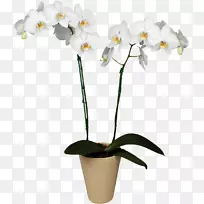 兰花植物花舟兰花-空若网 兰花植物花舟兰花-空若网