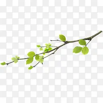 清爽清新春天树枝-空若网 清爽清新春天树枝-空若网