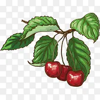水彩樱桃素材-空若网 水彩樱桃素材-空若网