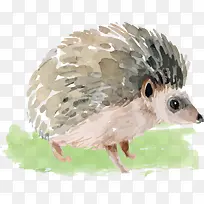 水彩小刺猬-空若网 水彩小刺猬-空若网