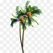 Ò¬×ÓÊ÷Ë®²Ê»ÏÄÈÕº£±¨ËزÄ-¿ÕÈôÍø Ò¬×ÓÊ÷Ë®²Ê»ÏÄÈÕº£±¨ËزÄ-¿ÕÈôÍø