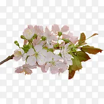 水彩杏花植物素材-空若网 水彩杏花植物素材-空若网