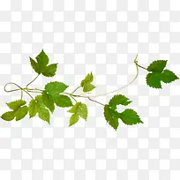 Ë®²ÊÂÌÒ¶Ö²ÎïËØ²Ä-¿ÕÈôÍø Ë®²ÊÂÌÒ¶Ö²ÎïËØ²Ä-¿ÕÈôÍø