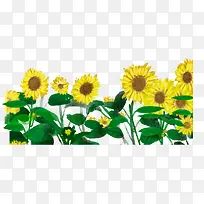 水彩向日葵花丛-空若网 水彩向日葵花丛-空若网