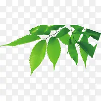 春天白色踏青树枝装饰-空若网 春天白色踏青树枝装饰-空若网