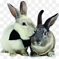 时尚帅气小兔宠物-空若网 时尚帅气小兔宠物-空若网