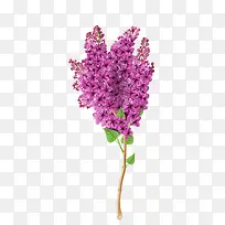 紫色小花素材-空若网 紫色小花素材-空若网