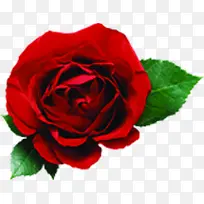 ��Ϧ�����õ�廨-������