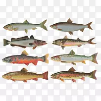 计算机图标剪贴画-鱼-空若网 计算机图标剪贴画-鱼-空若网