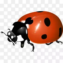 昆虫摄影剪贴画.瓢虫-空若网 昆虫摄影剪贴画.瓢虫-空若网