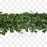 树-空若网 树-空若网