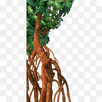 树-空若网 树-空若网