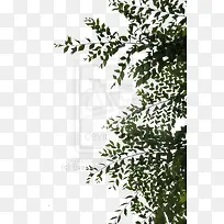 Ê÷-¿ÕÈôÍø Ê÷-¿ÕÈôÍø