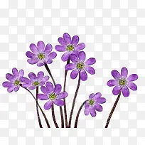 手绘水彩紫色小花装饰-空若网 手绘水彩紫色小花装饰-空若网