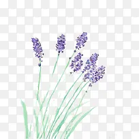 薰衣草-空若网 薰衣草-空若网