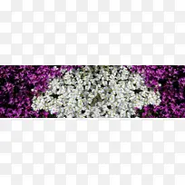 ��ɫ����-������